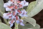 Gulf Coast lupine